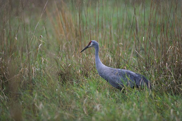 Sandhill Crane