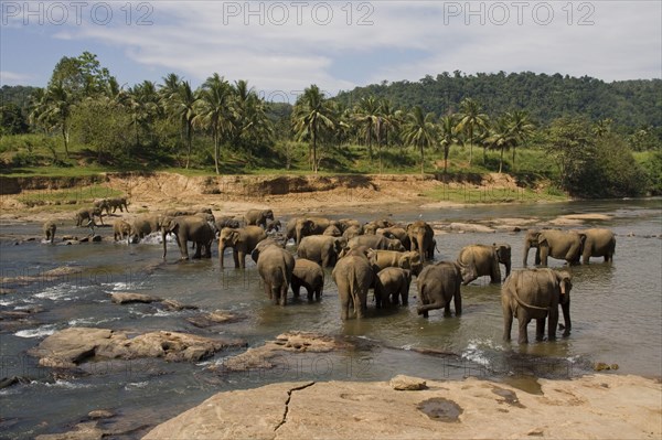 Asian elephant