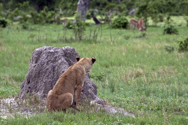 African lion lioness lion