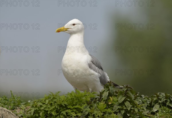 Caspian Gull