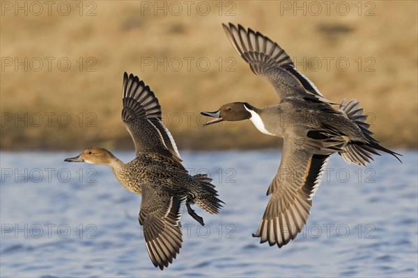 Northern pintail