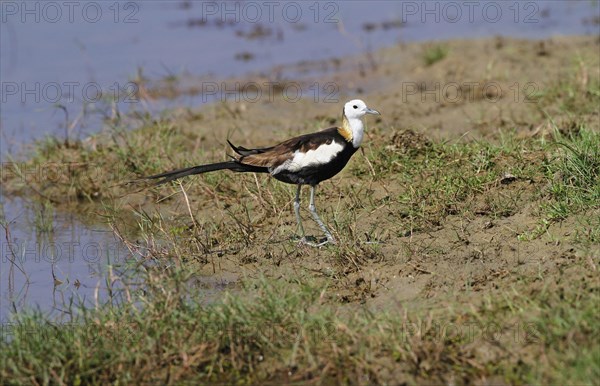 Pheasant-tailed jacana