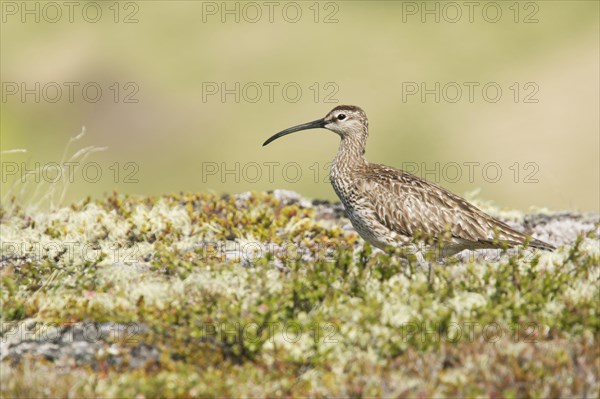 Whimbrel