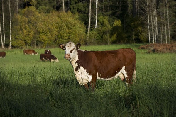 Domestic Cattle