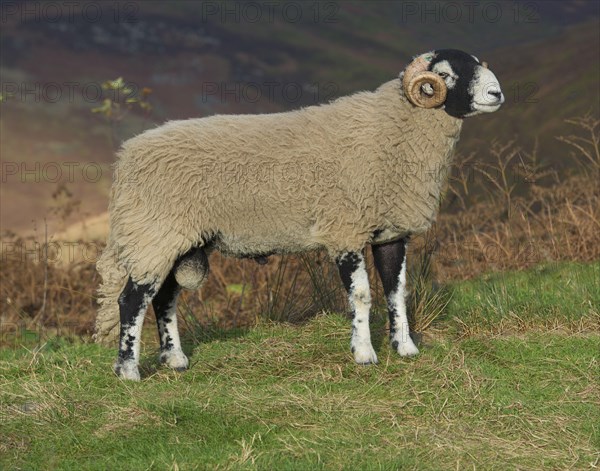 Swaledale sheep