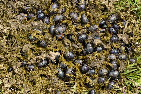 Earth-boring Dung Beetle