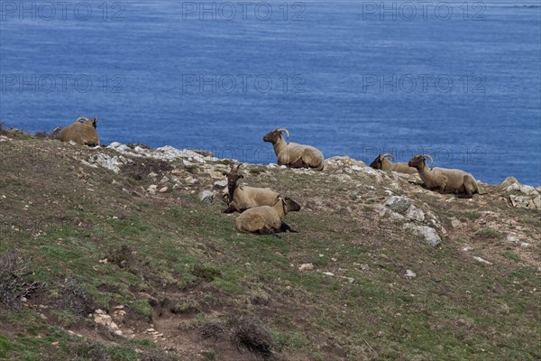 Manx Loaghtan sheep