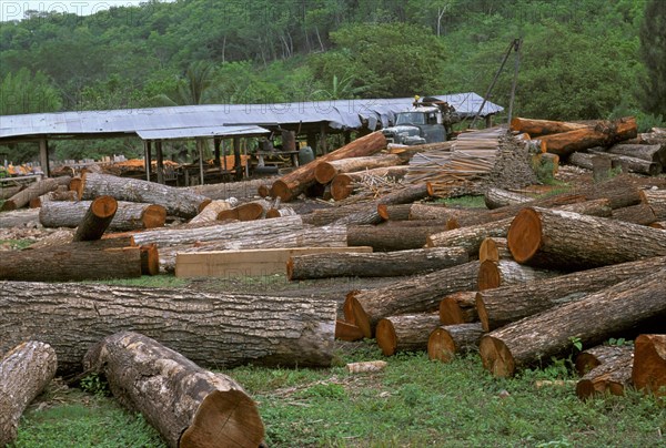 Big-leaf mahogany