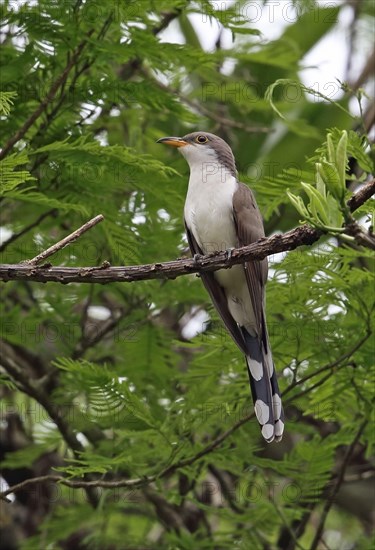 Yellow-billed Cuckoo