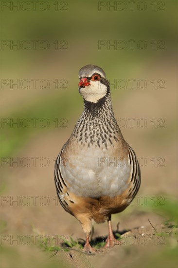 Red-legged Partridge