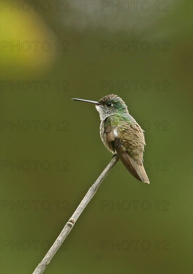 Azure-crowned Hummingbird