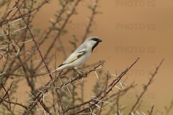 Desert Sparrow