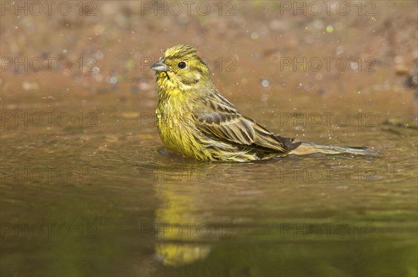 Yellowhammer