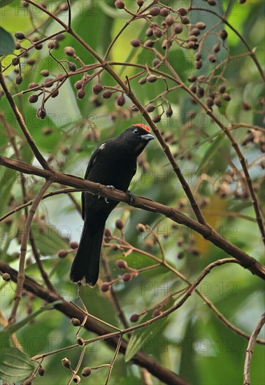 Flame-crested tanager