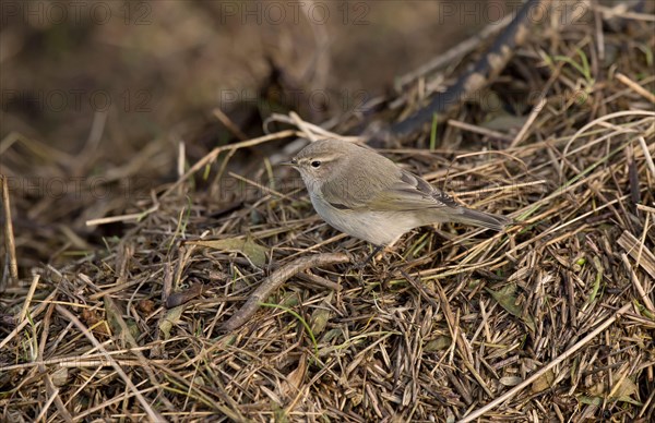 Siberian Chiffchaff