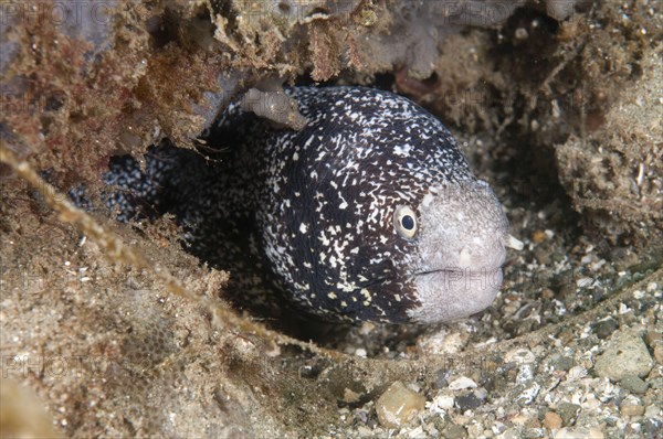 Star moray eel