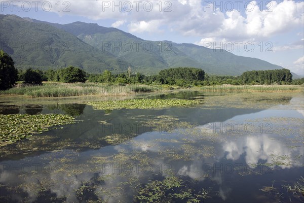 Water lilies growing at Lake Kerkini