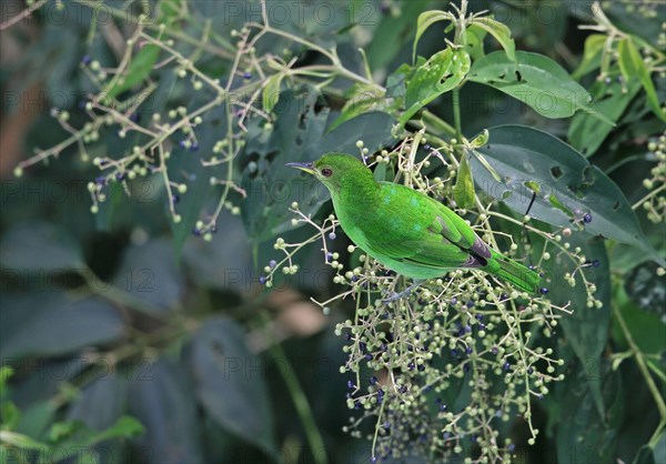 Green honeycreeper