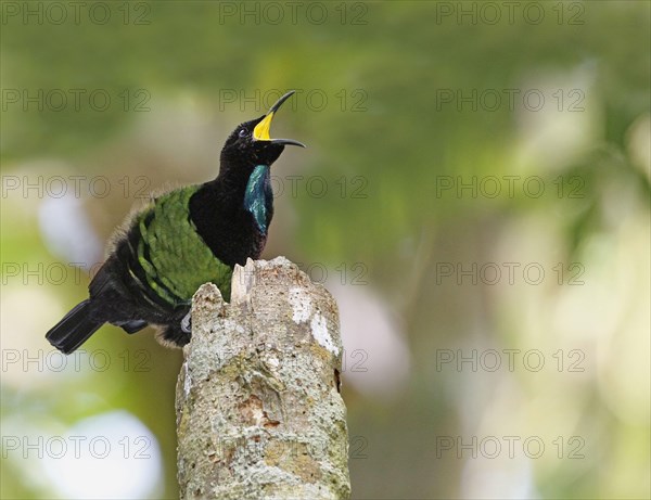 Victoria's Riflebird