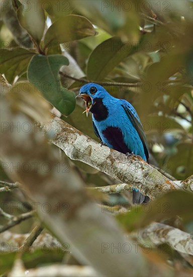 Blue cotinga