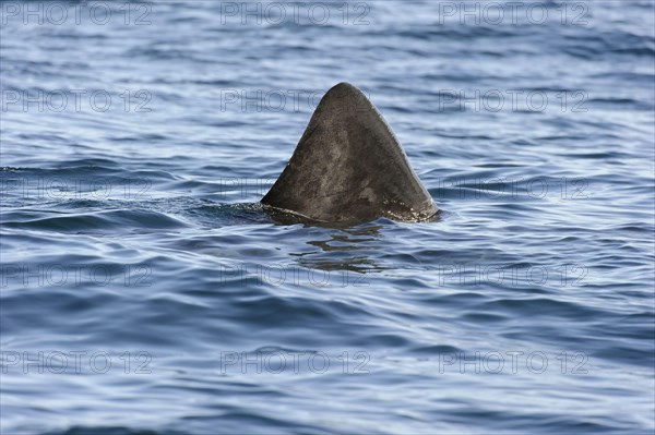 Basking shark