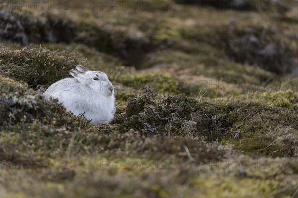 Mountain hare