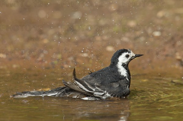 Pied Wagtail