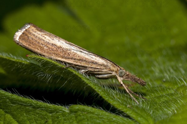 Common Grass-veneer