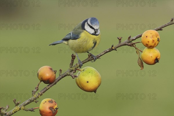 Blue Tit