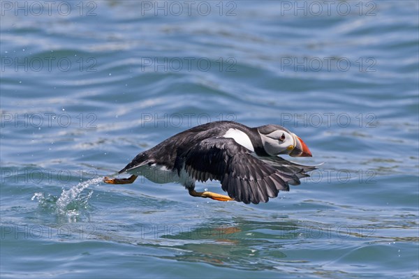 Puffin