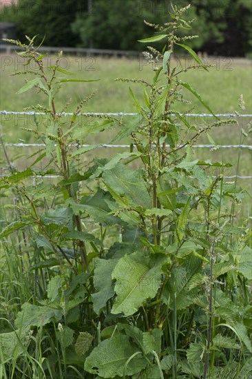 A flowering broad dock