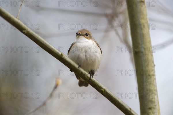 Spotted Flycatcher