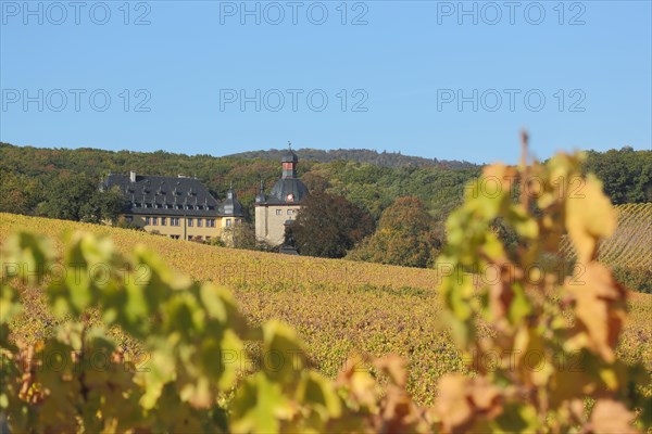 Autumn Landscape with Vines and Vollrads Castle