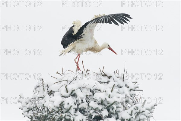 White stork standing in the nest in the middle of a snowstorm and shaking off the snow with wing beats