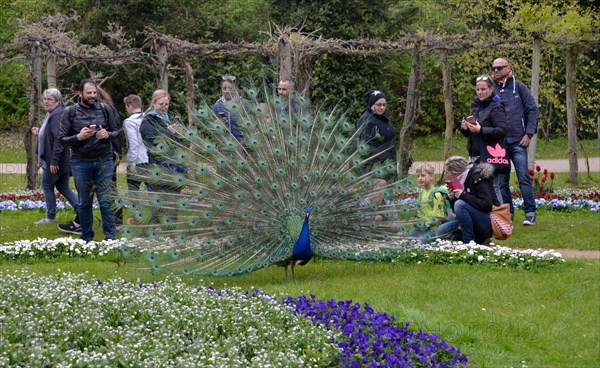 Peacock