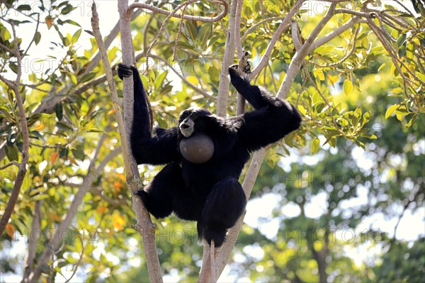 Siamang