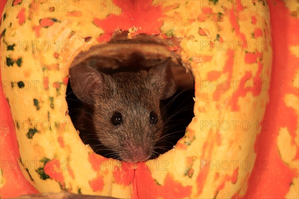 House Mouse