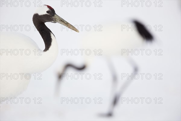 Japanese red-crowned crane