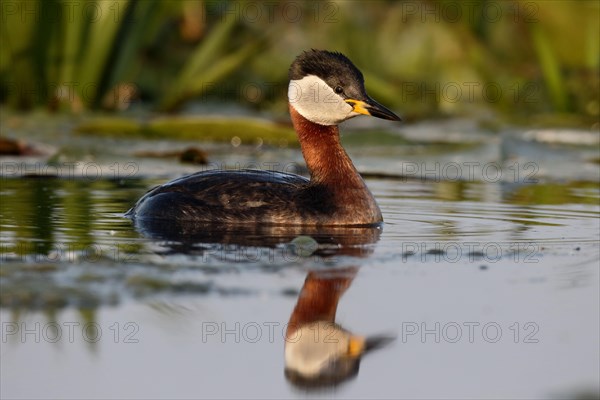 Red-necked grebe