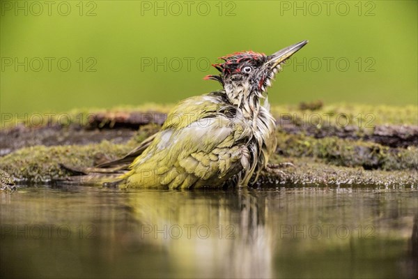 European Green Woodpecker