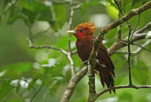 Chestnut-colored woodpeckers