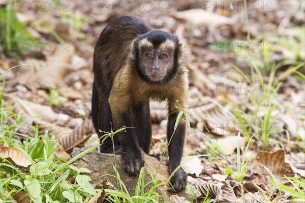 Brown Capuchin