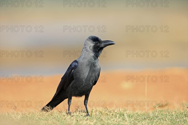 House Crow