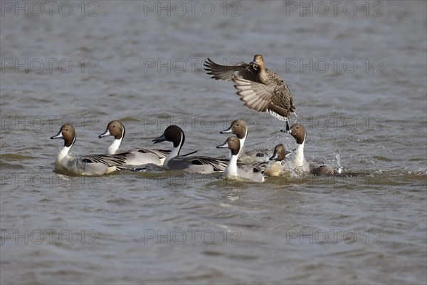 Northern pintail