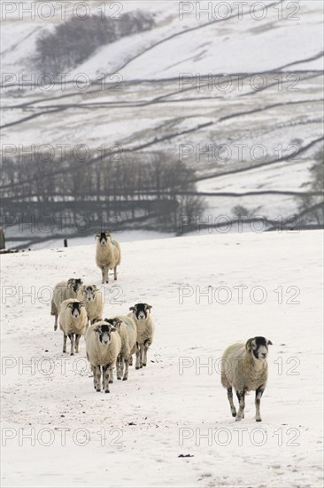 Swaledale Sheep