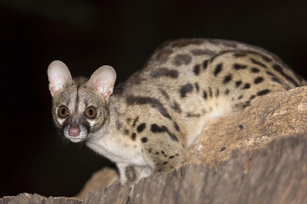 Rusty-spotted genet