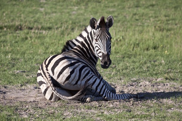 steppe zebra