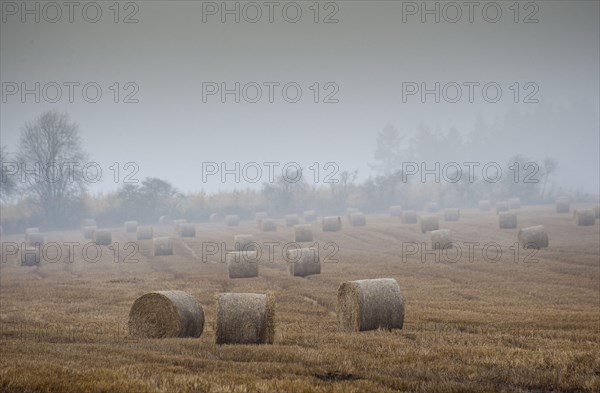 Round bales of straw in a stubble field on a rainy and misty day
