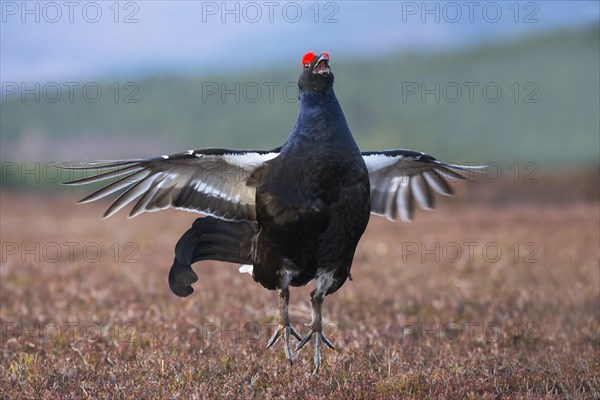 Black Grouse