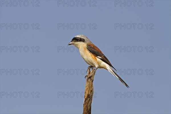 Bay-backed Shrike